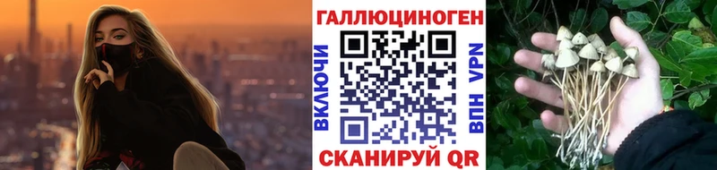 blacksprut Кодинск Псилоцибиновые грибы Psilocybe